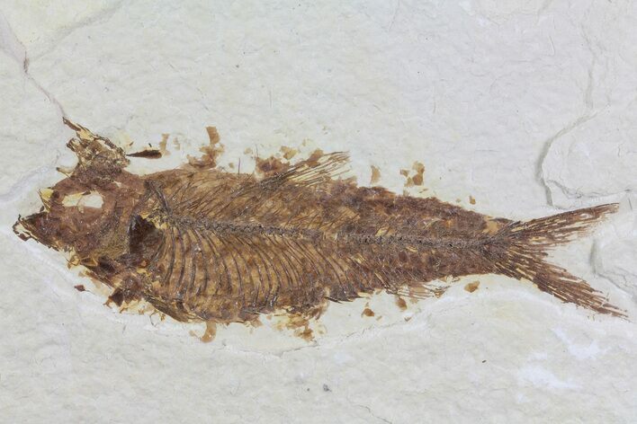 Bargain Knightia Fossil Fish - Wyoming #75909